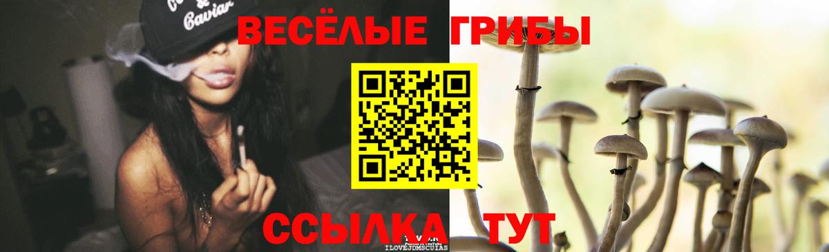 Псилоцибиновые грибы Psilocybine cubensis Белогорск